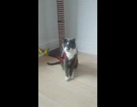 Grey cat plays with toys and book 