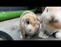Two rabbits eat and pull single leaf