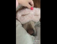 Woman pulls sleep mask off sleeping dog