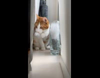 Cat munching on decorative feathers