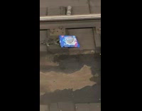 Rat digs inside oreo cookie bag