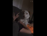 Clips mpugc - Woman explaining movie plot to dog