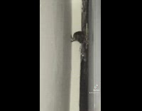 Rat holding itself up between crack of walls 