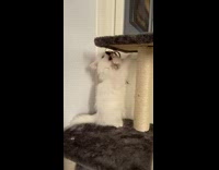 White kitten plays with tassel toy tower