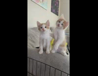 Two kittens on edge of sofa looking at something while one hugs other