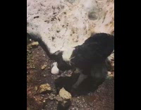 Black white dog rolling around in snow towards black dirt floor