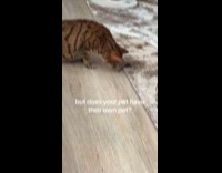 Bengal cat touch sniff dragonfly on carpet