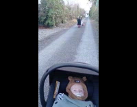 Boy rides scooter while on family walk
