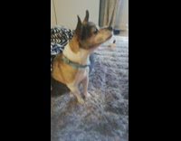 Collab DailyDoseOfInternet - Dog wearing blue collar howls on bed 