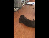 Dog howls and plays with squeaky toy