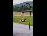 Hummingbird flies and drinks on bird drinker