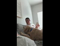 Brown poodle dog tries to bite light