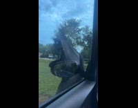 Collab Clips MPUGC - Cat bunts side mirror but slips and fall