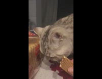 Grey cat eats brown wafer cookie snack 