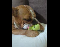 Sleepy dog munches green plushy like biscuit