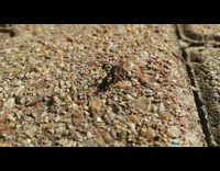 Ants carry dead wasp across ground together 