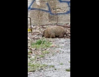 Marmot sighted eat leaves at abandoned lot
