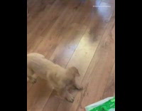 Golden retriever puppy dog barks at swiffer 