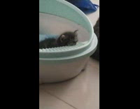 Kitten bite side of its plastic bed