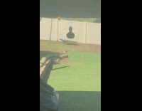 Peacock walk in backyard white fence shadow