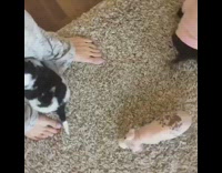 Collab Pets For All - pink rat surrounded by puppies