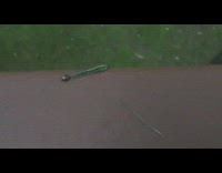 Round beetle follows green caterpillar brown railing