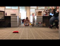 tan dog chases yellow ball in office