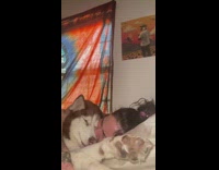 Woman crying in bed cuddling a husky comforting her