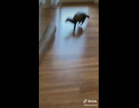 Collab BitchMP - Ferret trying to chase clear tube