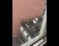 Woman sweeping water out of dip on rooftop