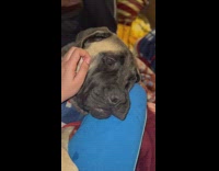 Owner scratches face of english bull mastiff