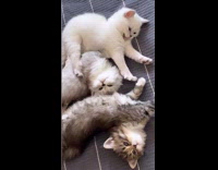 Three kittens lay down on the bed
