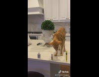 Cat knocks objects off kitchen counter 