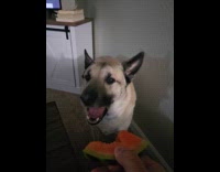 Man feeds dog watermelon while standing