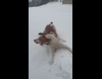 Dog plays snow for the first time