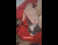 Guy massages and brushes a sleepy baby kitten