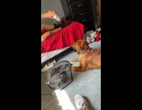 Guy pours entire water bottle on brown dog in room