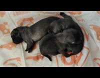 2 newborn pugs cuddle together 