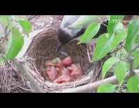 Mom bird feeds newborn baby birds nest
