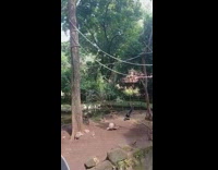 Monkey messes with porcupine at zoo