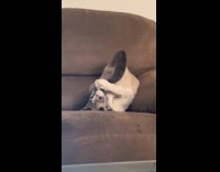 Collab Clips MPUGC - Cat playing with tail on couch