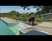 Black dog takes hose out of pool 