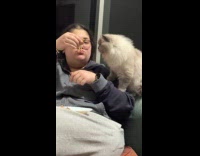 Cat swats hoomans quesadilla cheese pull 