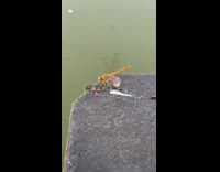 Guy accidentally flicks brown dragonfly away