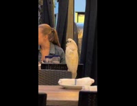Collab WINY - Cockatoo Across Another Table Stares Behind at Lady