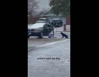 Collab Clips mpugc - Owner and dog sliding down driveway icy