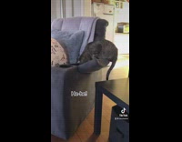 Cat opens arm rest and steals bag of treats 