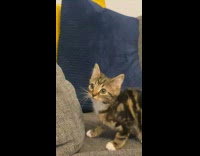 Kitten having zoomies