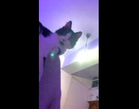 Collab Clips MPUGC - Cats staring at man while on bed 