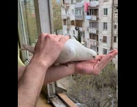 Man Pats Pigeon while it Feeds from his Hand